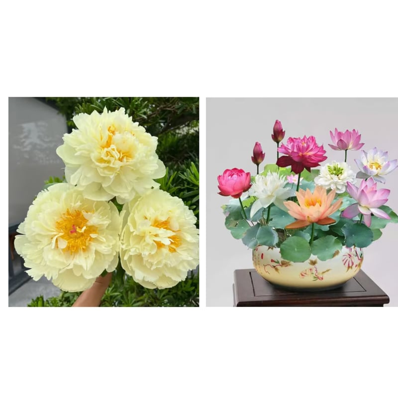 🔥LAST DAY 45% OFF🌺THE QUEEN OF FLOWERS—DOUBLE PETALED PIANI
