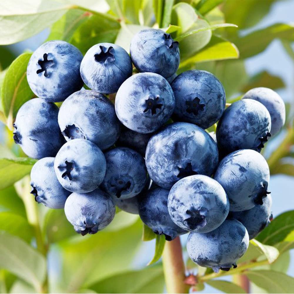 Giant Blueberry Fruit Seeds