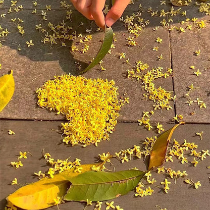 Four Seasons Osmanthus Tree Seeds