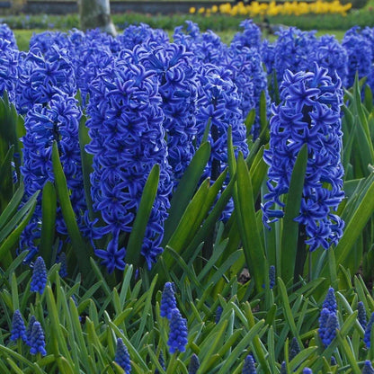 💜Hyacinth Bulbs – Fragrance You Can Grow