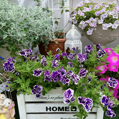 Double Petunia Seeds