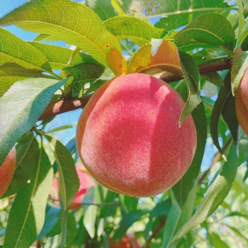 Peach Seeds