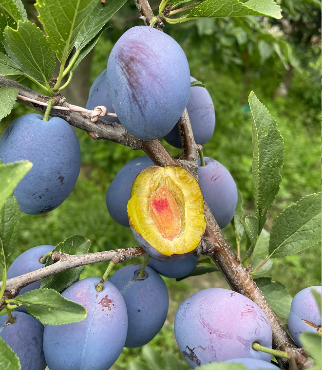 Damson Blue Plums Fruit Seeds