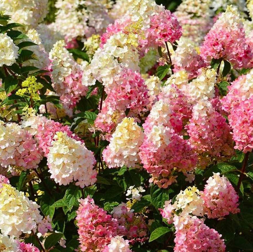 Panicle Hydrangea Flowers Seeds 💞 Plants Home Garden Flower Seeds
