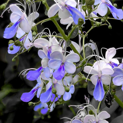 Premium Blue Butterfly Pea-Edible Summer Sowing Seeds