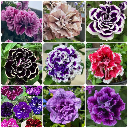 🌸Rare Double Petunia Seeds