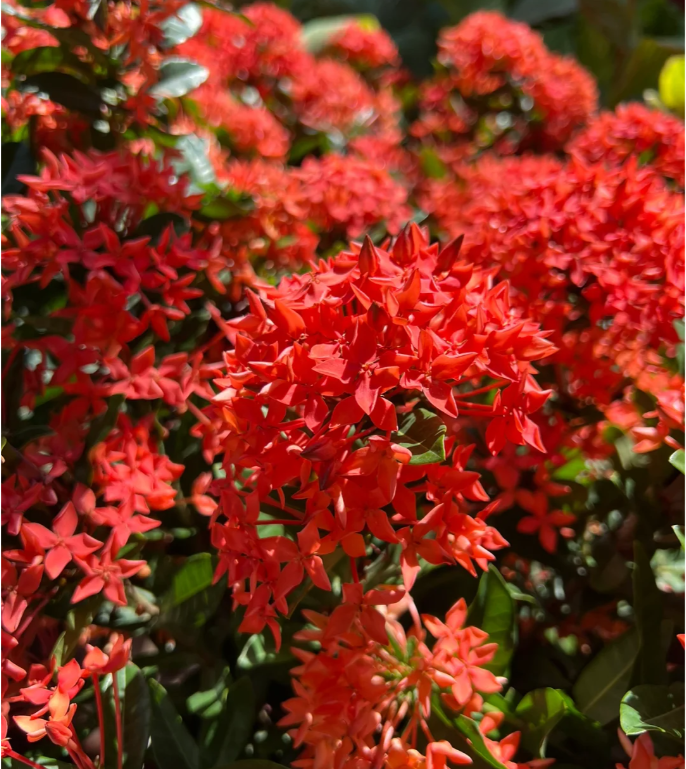 Dragon Boat Flower Seeds