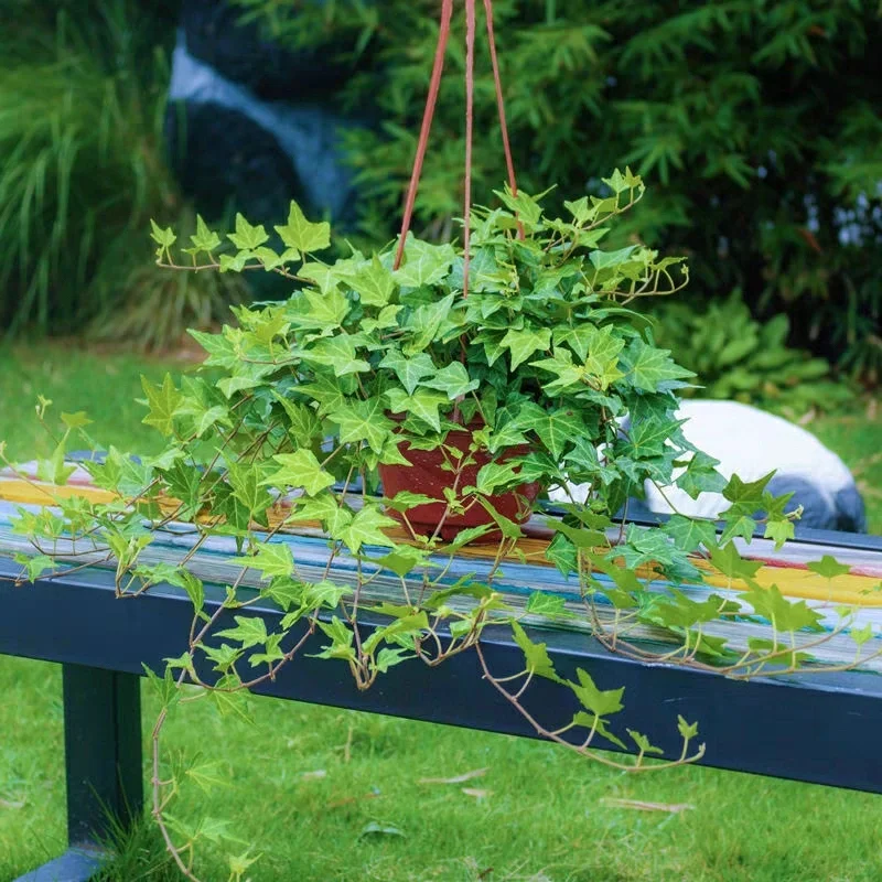 🌿Elegant Weeping Vines·Ivy-Loyalty, Friendship