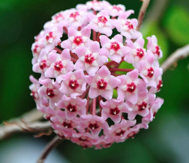 ⭐️Hoya Carnosa Flower Seeds 丨Star-shaped Flower Ball