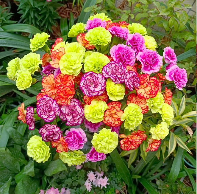 Multicolor Carnation Seeds