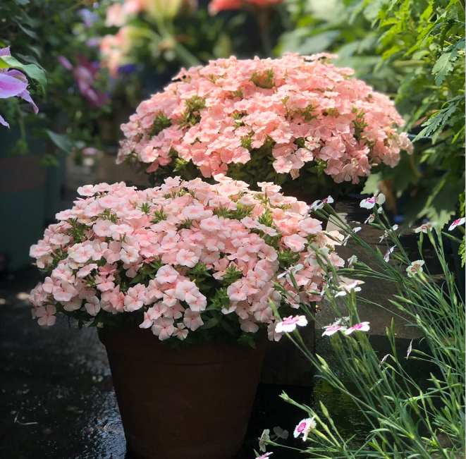 💐Garden Verbena Seeds