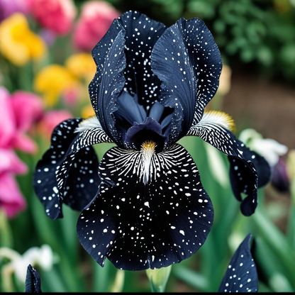 Celestial Frost-Rare Iris Bulbs⚜️