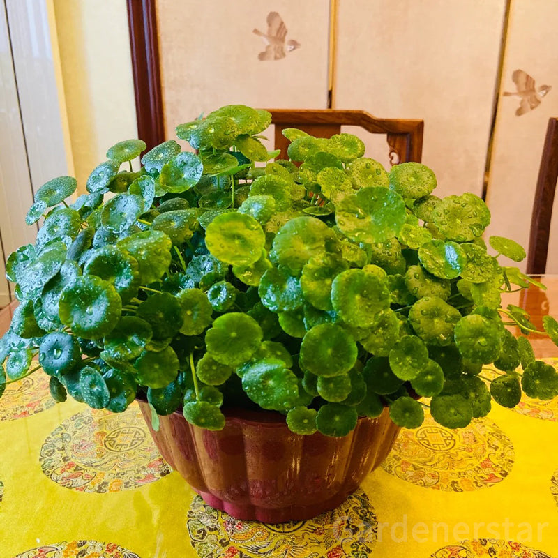 🍀Hydrocotyle Vulgaris Seeds-Copper Coin Grass
