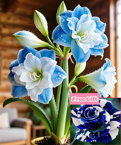 🌺 Amaryllis Bulbs– Dramatic Blooms, Effortless Grace! 🌿✨