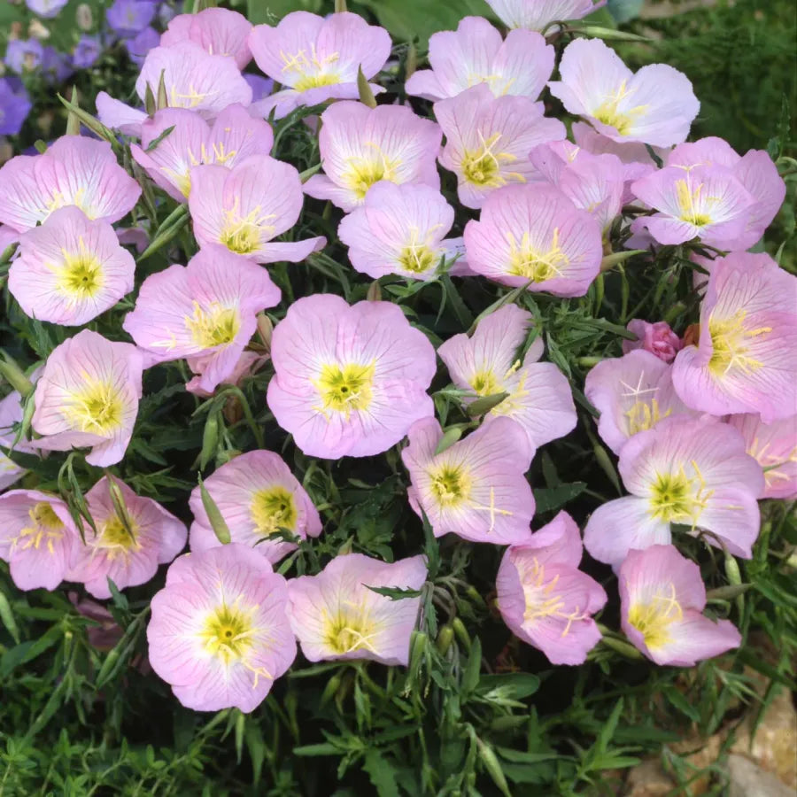 Evening Primrose Seeds-Easy to Grow. Fragrant After Dark.🌙🍋