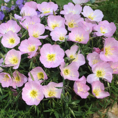 Evening Primrose Seeds