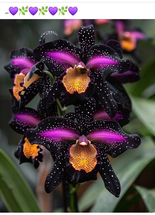 🔥[Limited Time Sale]🌺Iris Bulbs - Rare Species(#23)