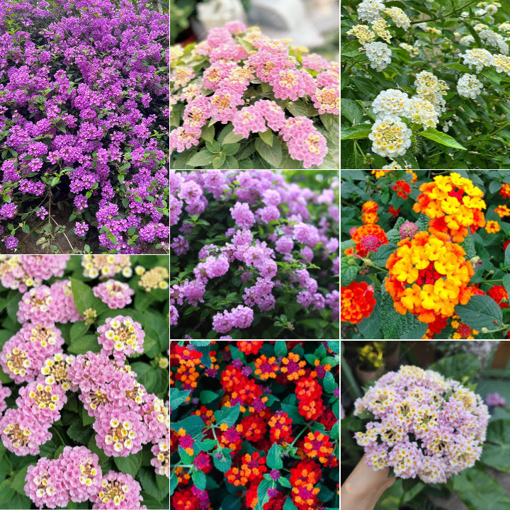 🌺Colorful Elf Lantana Seeds - Repels Mosquitoes And Flies