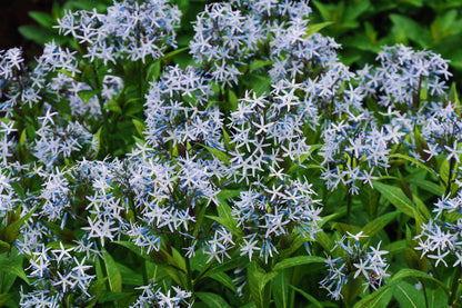 Licorice - A star representative of low-maintenance plants