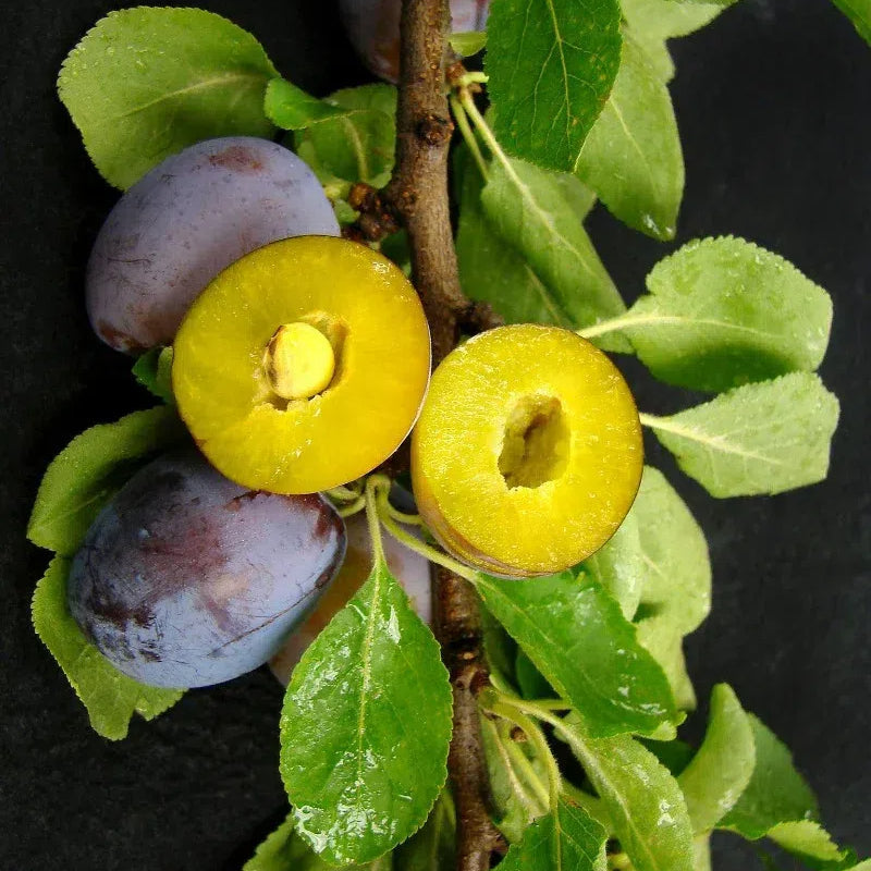 Damson Blue Plums Fruit Seeds