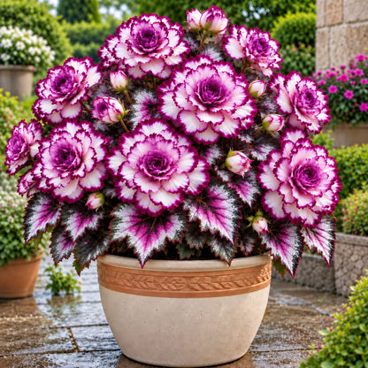 🌸 Rare Double Tuberous Begonia Bulbs🪴