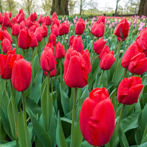 Bonsai Rare Color Tulip Seeds #20