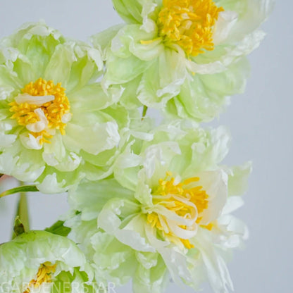 💚Green Rhythm Peony Seeds