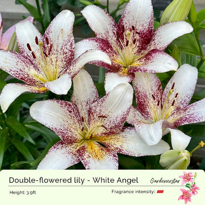 Lily Bulbs