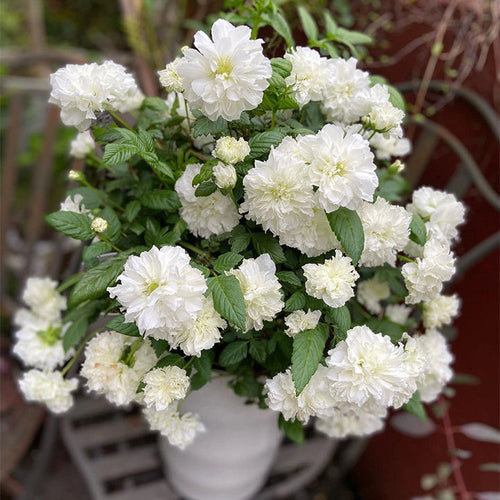 Blanc Double-Blossom de Coubert Seeds
