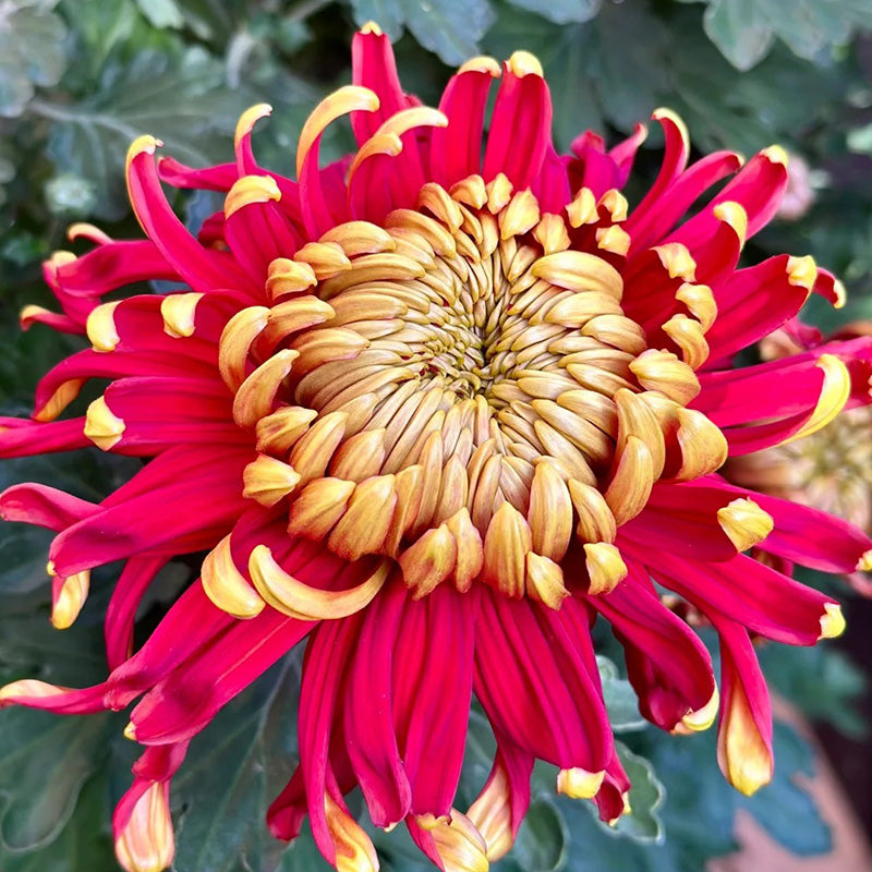 🌺The Flower of Elegance🌼Giant Chrysanthemum Seeds