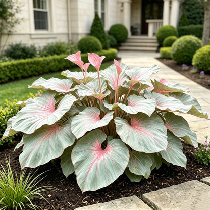 🌿Garden Favorite Hosta Bulbs – Lush Foliage, Shade-Loving Perennial Garden Plants🪴