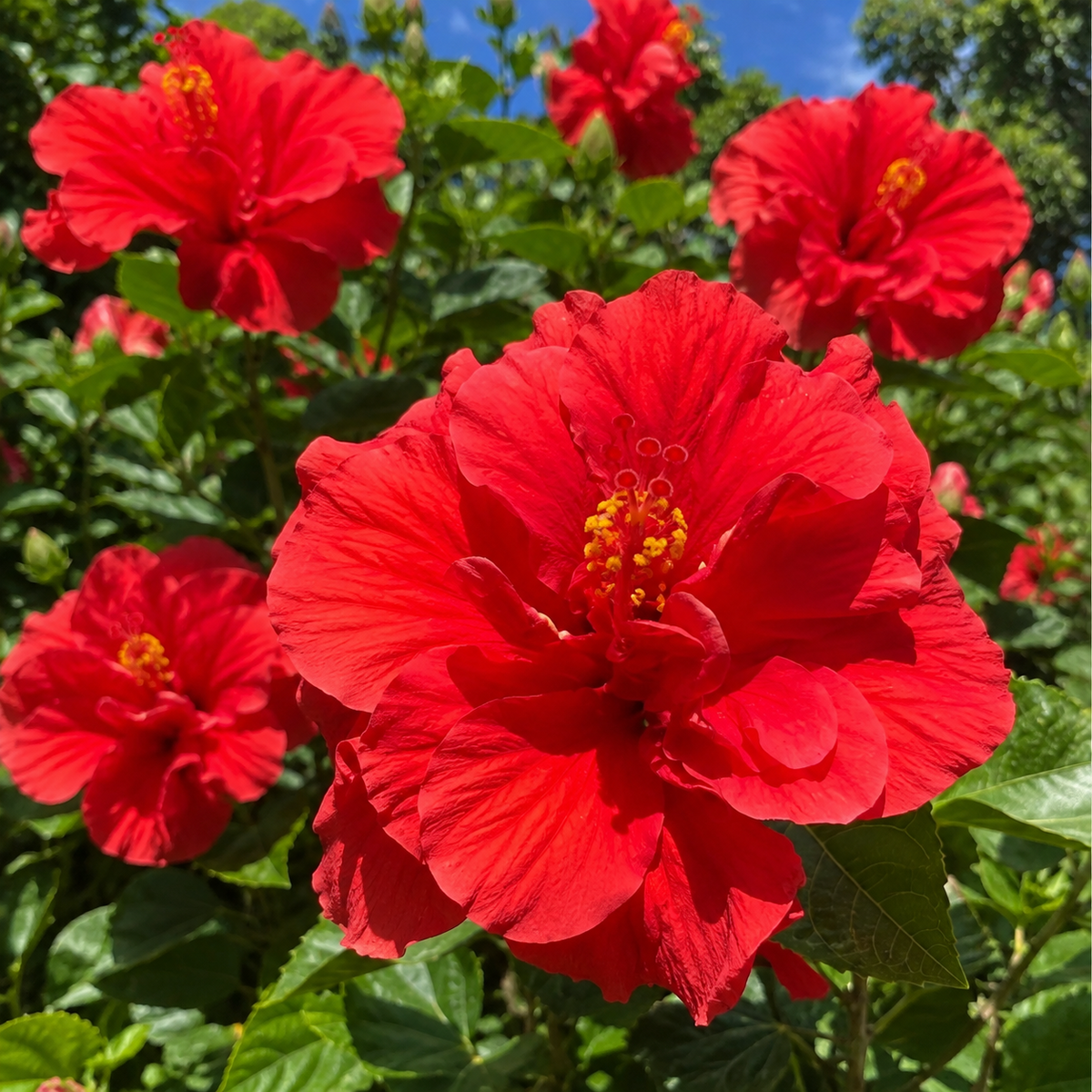 🌺 Premium Hibiscus Seeds-Grow Giant Blooms With Months of Brilliant Color and Effortless Beauty