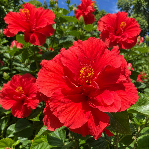 🌺 Premium Hibiscus Seeds-Grow Giant Blooms With Months of Brilliant Color and Effortless Beauty
