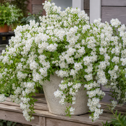 Double Snowdrop Bulbs-🤍Winter-Breaking Blooms