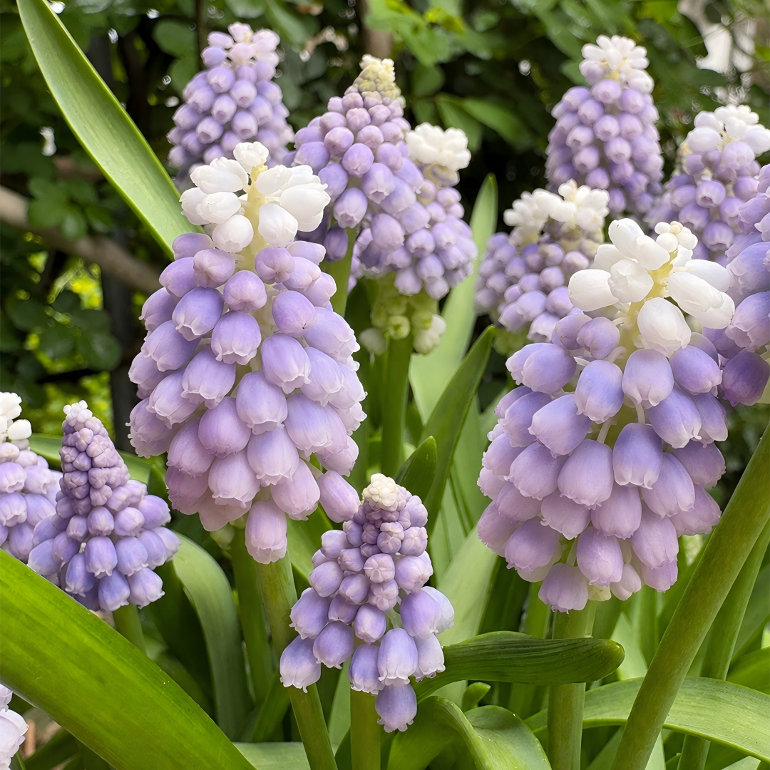Grape Hyacinth Bulbs-Dense Bell-Shaped Clusters