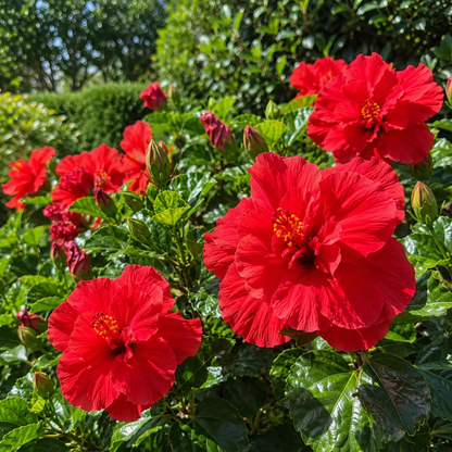🌺 Premium Hibiscus Seeds-Grow Giant Blooms With Months of Brilliant Color and Effortless Beauty