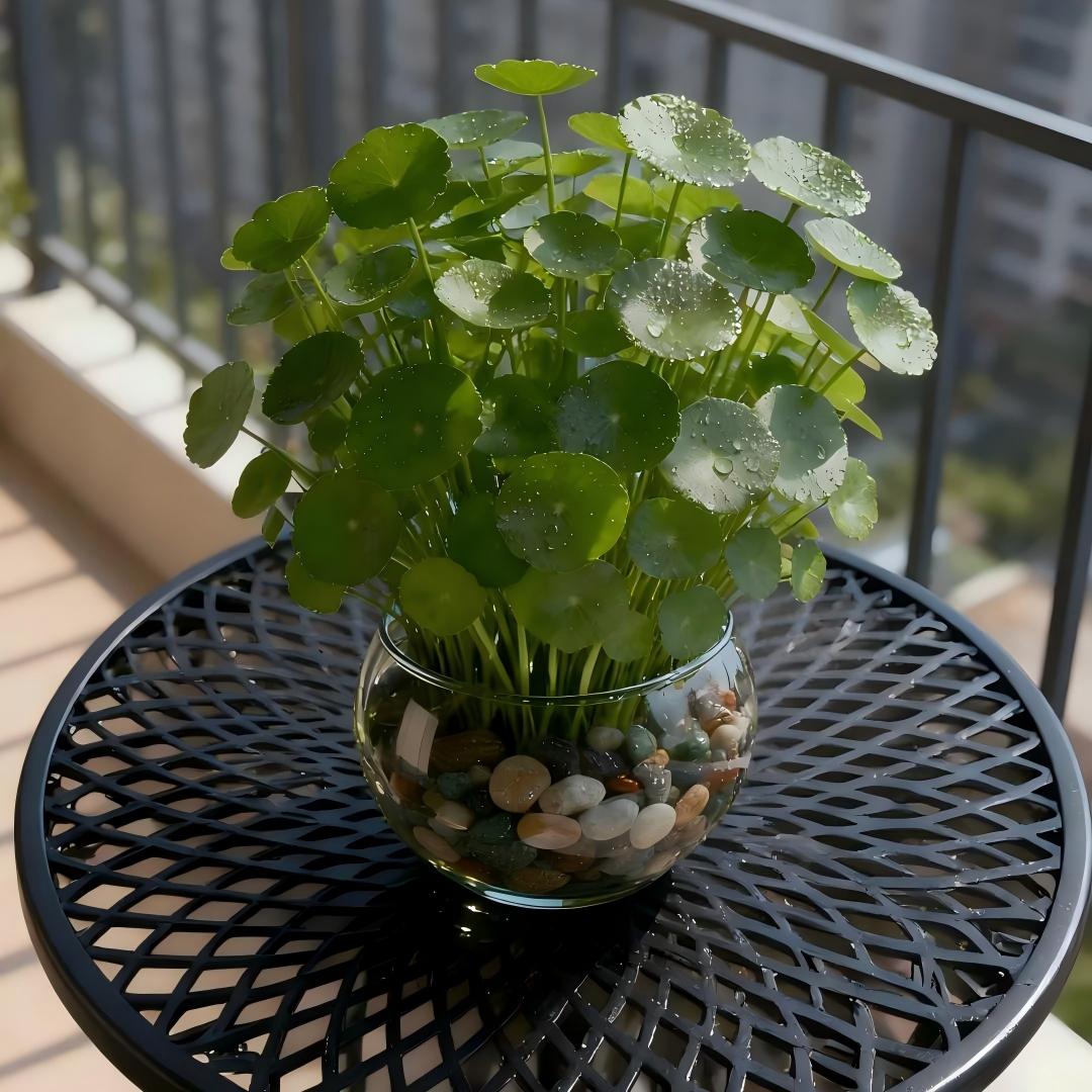 🍀 Water Pennywort Seeds-Copper Coin Grass
