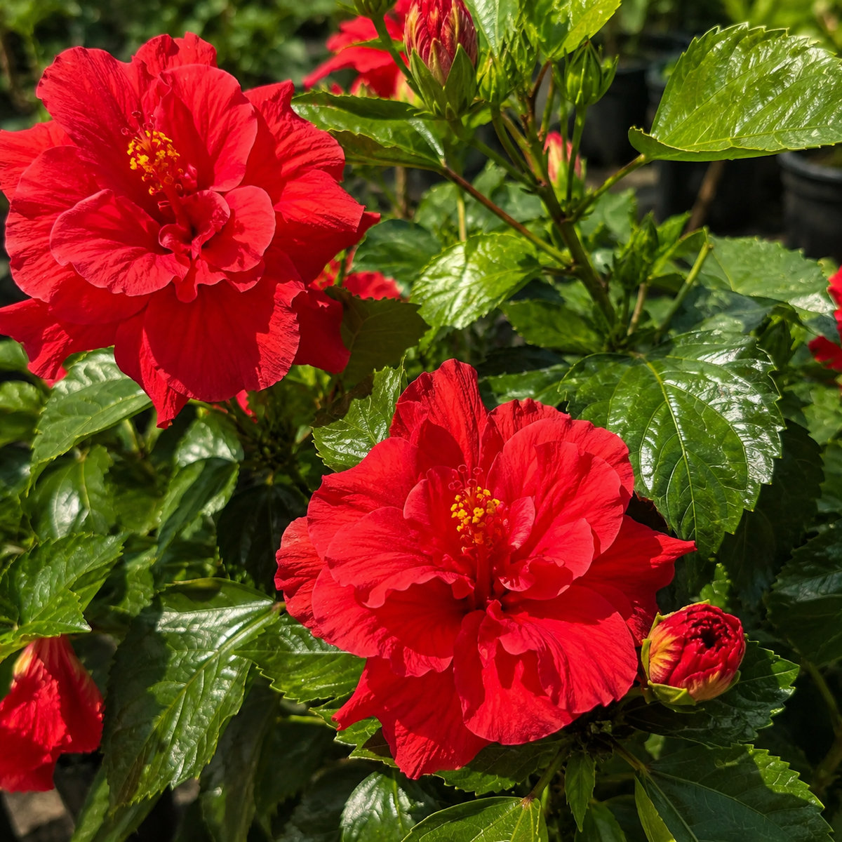 🌺 Premium Hibiscus Seeds-Grow Giant Blooms With Months of Brilliant Color and Effortless Beauty