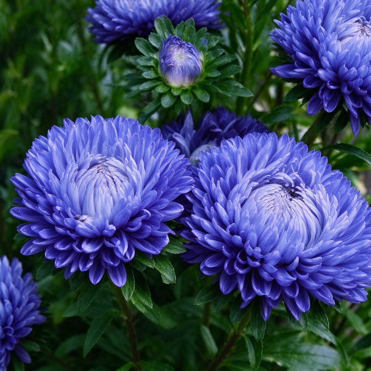 💖Double Pompon China Aster Seeds -Container & Cut Flowers