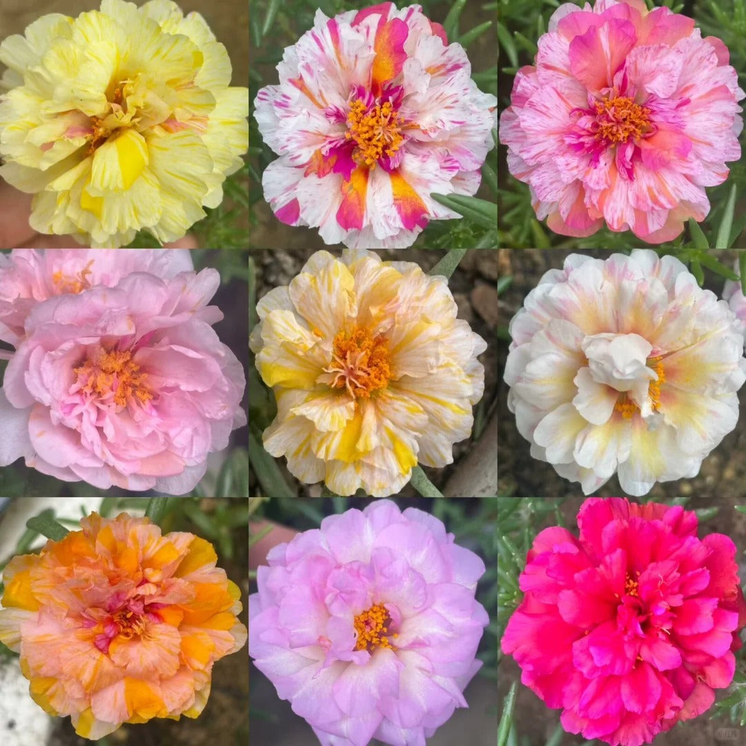 Double-flowered moss rose🌈