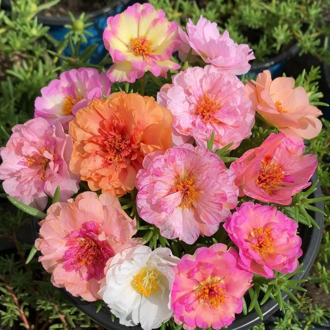 Double-flowered moss rose🌈