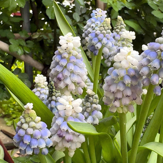 Grape Hyacinth Bulbs-Dense Bell-Shaped Clusters