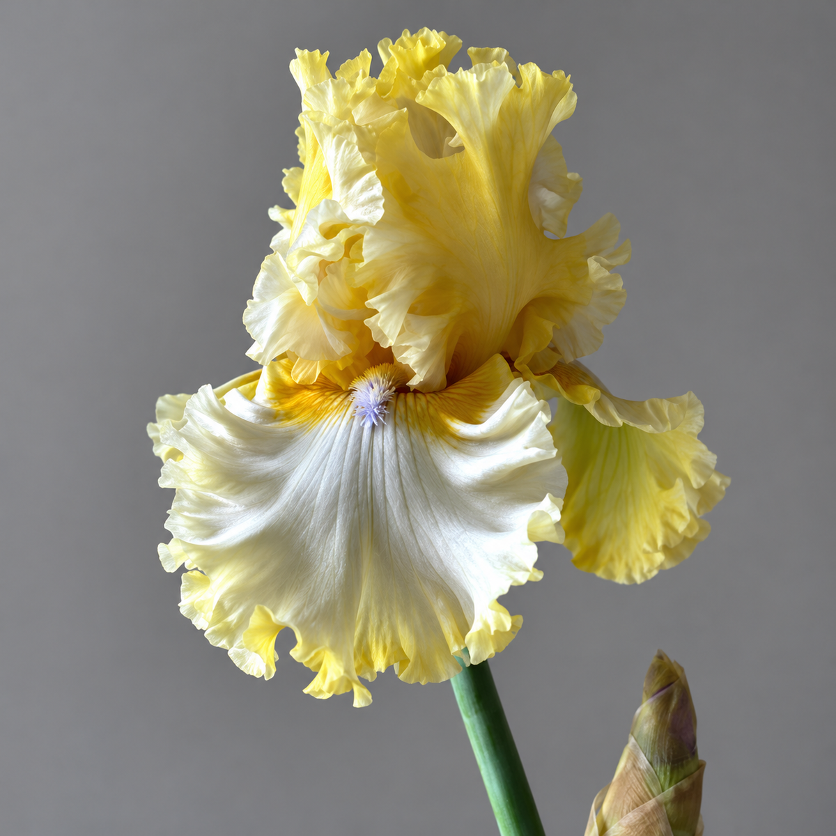 ⚜️German Bearded Iris Bulbs-Dramatic Ruffled Blooms•Lasting Perennial Beauty