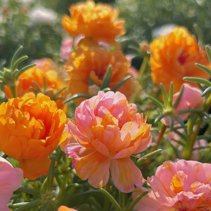 Double-flowered moss rose🌈