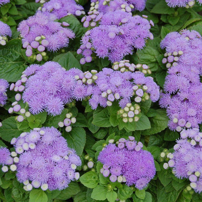 Ageratum Aloha Blue F1