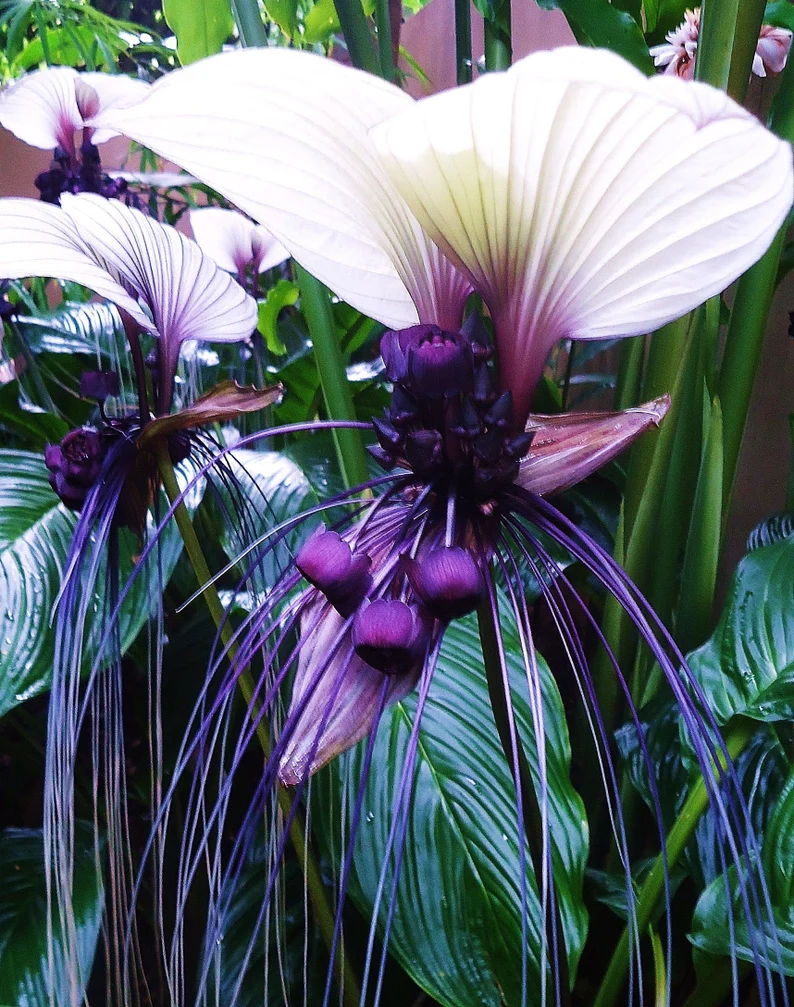 Rare Exotic White Bat Flower Seeds | Tacca Integrifolia