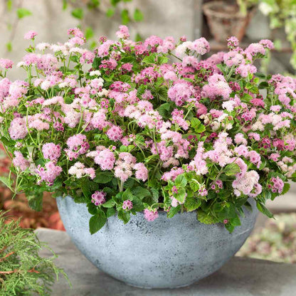 Ageratum Seeds—Heirloom Seed