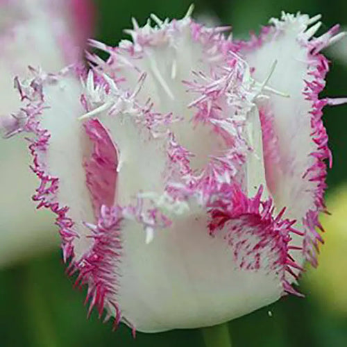 Bonsai Rare Color Tulip Seeds-Pink