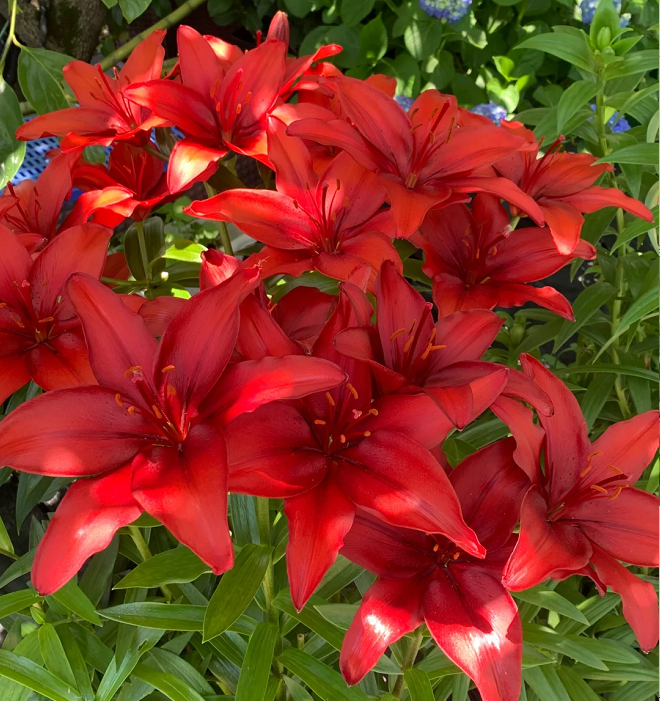 Multicolor Lily Seeds