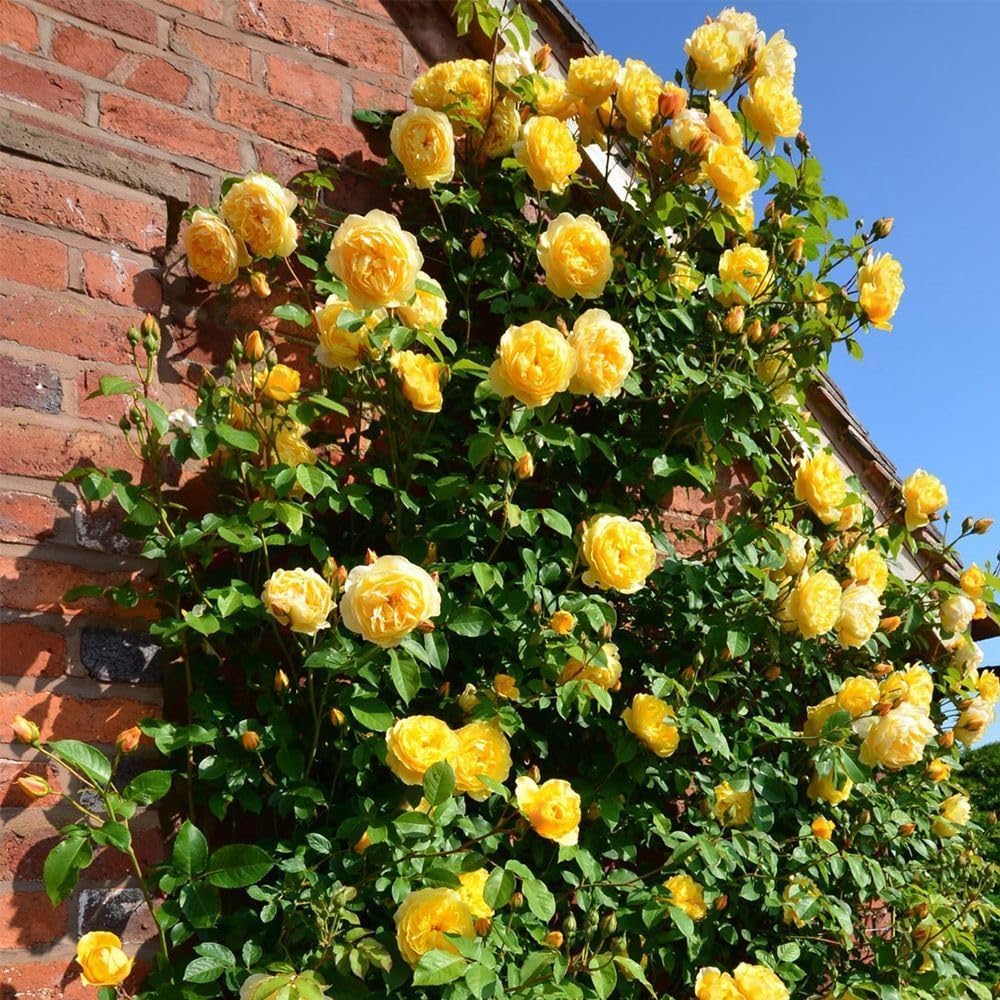 Spring Promotion 49% OFF - 🌱Climbing Rose Seeds